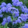 Ageratum Seeds - Dondo Blue - Packet - Blue Flower
