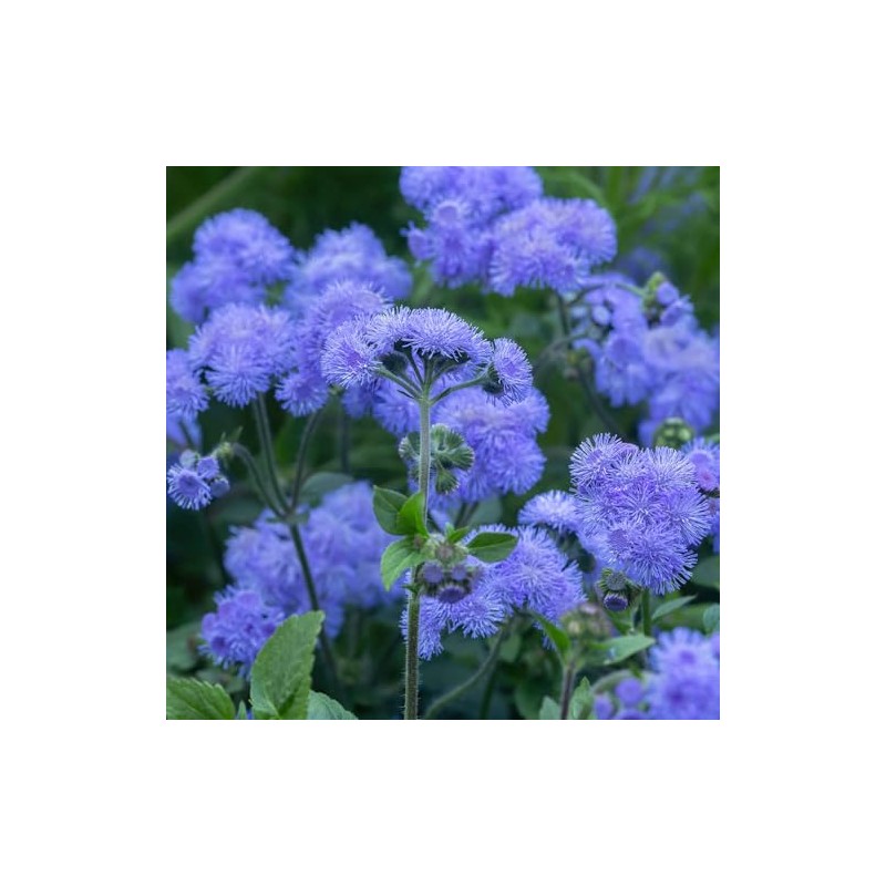 Ageratum Seeds - Dondo Blue - Packet - Blue Flower