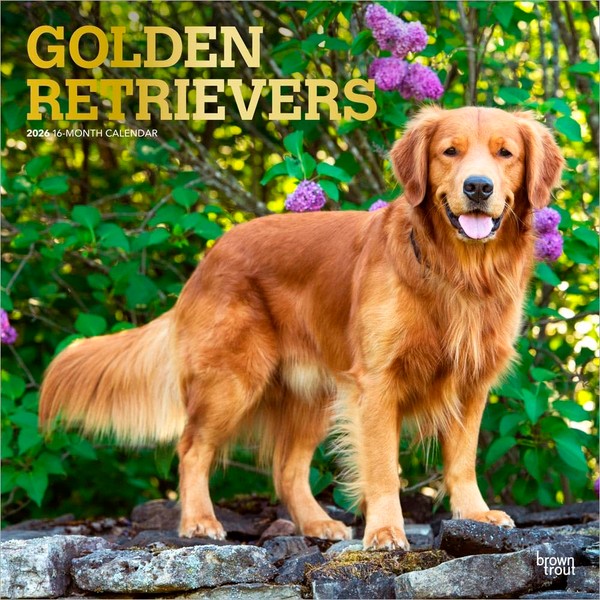 Golden Retrievers | 2026 12 x 24 Inch (Hanging) Monthly