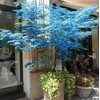 CHUXAY GARDEN Ghost Blue Maple,Acer Palmatum,Japanese Maple 10 Seeds Deciduous