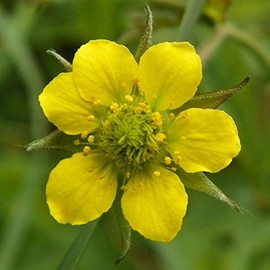 Avens Seeds (Geum urbanum) Packet of 50 Seeds