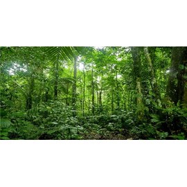 MIRRORANG 120x46cm Terrarium Background Tropical Aquarium Background Green Huge Tree Rainforest Reptile Habitat Background Vinyl Background