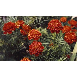 French Marigold 100+ Seeds, Beautiful Flower in Assorted Colors
