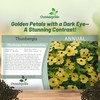 Outsidepride Sunrise Yellow Thunbergia Black Eyed Susan Seeds - 200