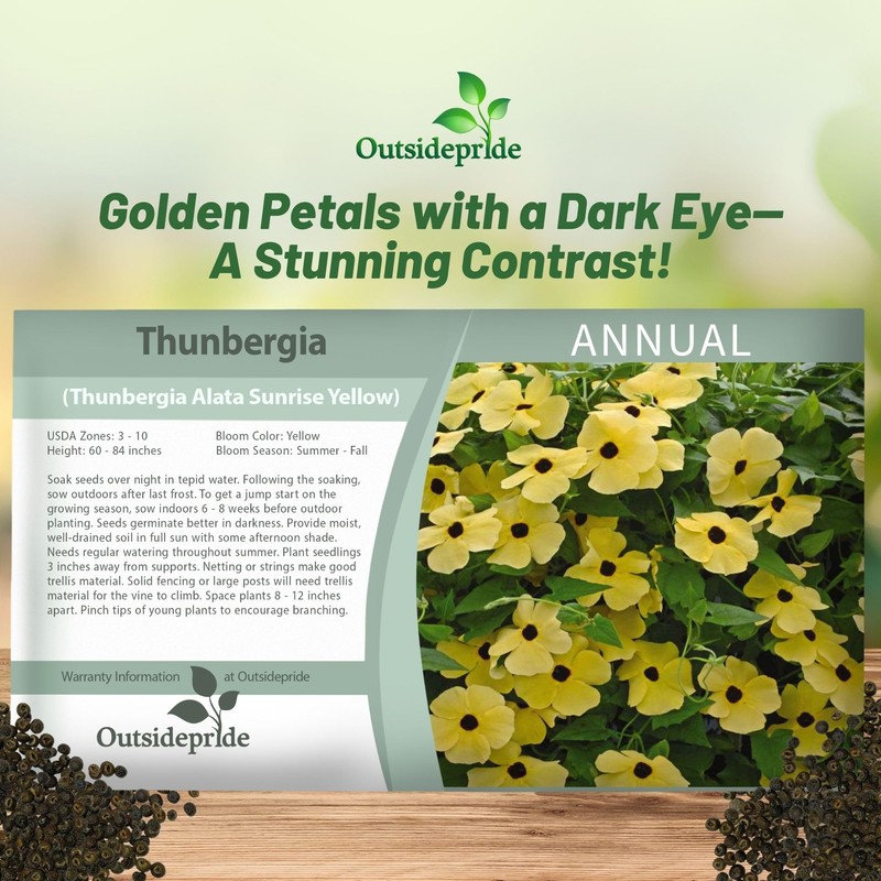 Outsidepride Sunrise Yellow Thunbergia Black Eyed Susan Seeds - 200