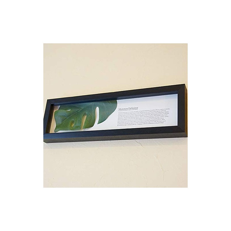 Monstera II Horizontal Black Leaf Frame Panel
