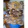 Foragers Table - Mushroom Growing Kit, Ideal for hobbyist &