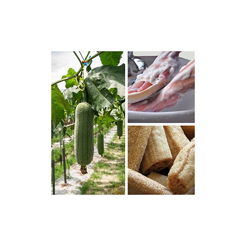 Jaunty Natural Loofah (Paquete de 5) Esponja Exfoliante Corporal Hecha