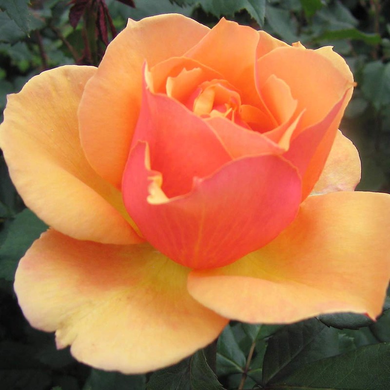 Own-Root One Gallon About Face™ Grandiflora Rose by Heirloom Roses