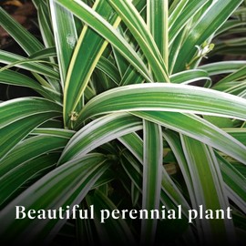 American Plant Exchange Variegated Flax Lily – 6-Inch Pot – Live Flowering Foliage Plant, Hardy Striped Greenery for Home, Garden Beds, or Landscape Decor