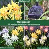 DooYard Solar Spider Lily Flower Lights Outdoor Waterproof 2 Pack,