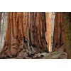 Tree 3 Medium Giant Sequoia Live Tree Seedling Garden 2