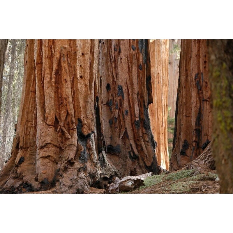 Tree 3 Medium Giant Sequoia Live Tree Seedling Garden 2