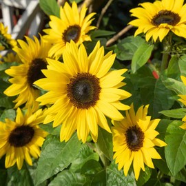 Outsidepride 1/4 lb. Helianthus Annuus Dwarf Sunspot Sunflower Seeds for Planting
