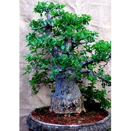 5 Seeds Baobab Seeds Adansonia digitata Tree of Life | Rare Monkey Bread Bonsai Plant