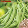 Treevale Contender Bush Bean SEEDS | Stringless, Early Contender, Green