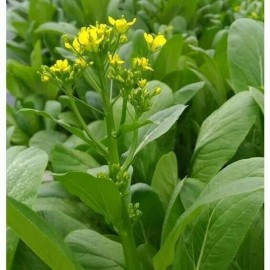 Fairy7Seas Seeds Asian Yu Choy / Choi Sum / Choy Sum / Chinese Flowering Cabbage - 1000 Seeds