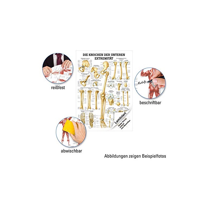 Sport-Tec The Bones of the Lower Extremity Mini Poster Anatomy