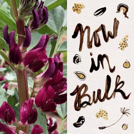 Plant Good Seed Crimson Flowered Fava Beans: Scarlet Red, Dark Green Bean, Heirloom Non-GMO Bulk - BULK: 175 seeds (0.5 pound), OG