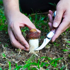 Mushroom Knife - Folding Mushroom Foraging Knife with Brush and Sheath for Mushroom Lovers
