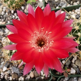 Lobivia Echinopsis hertrichiana Cacti Cactus Succulent Real Live Plant