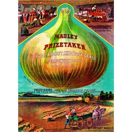 A SLICE IN TIME Maule's Prizetaker Vintage Vegetable Seed Packet Catalogue Advertisement Poster