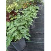 Philodendron Xanadu Live Plant 10 inch Pot Eddies Acres NO