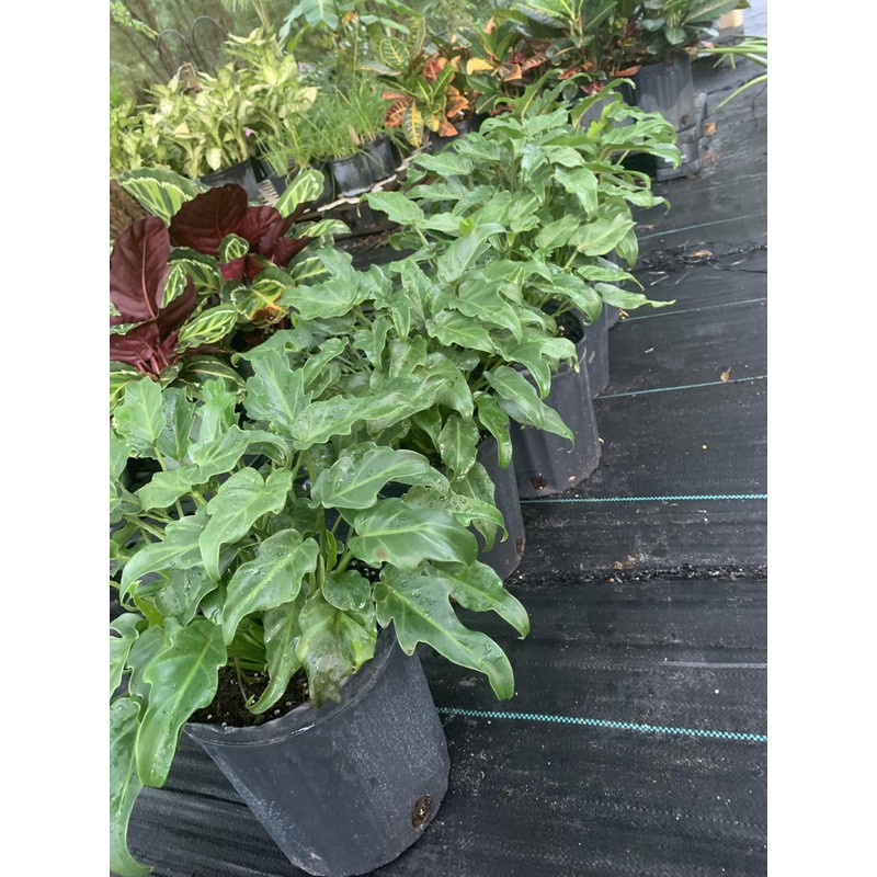 Philodendron Xanadu Live Plant 10 inch Pot Eddies Acres NO