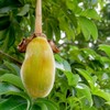 VYTALIVING Baobab Cleanse Tablets - Improves Digestive System, Immune Booster,