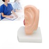 Human Ear Anatomical Model Clear Structure Simulation Inner Ear Model