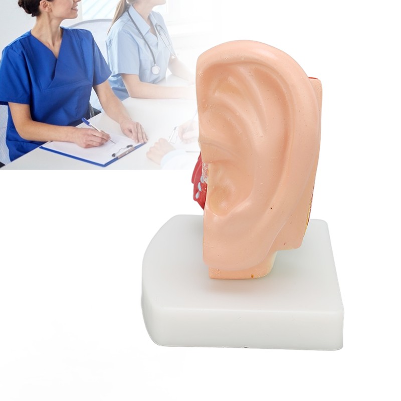 Human Ear Anatomical Model Clear Structure Simulation Inner Ear Model