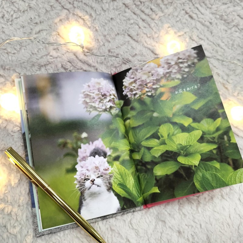 Gakken Staful Birthday Card, Happy Birthday Masayuki Oki Cat B10045