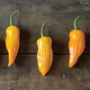 Palm Beach Medicinal Herbs - Golden Ghost Pepper (Capsicum chinense)