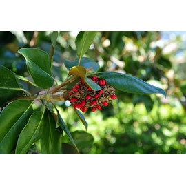 Southern Magnolia Pet Sympathy Gift Tree by The Magnolia Company - Get Beautiful and Fragrant Flowers on Lush Pet Sympathy Magnolia Tree Gift