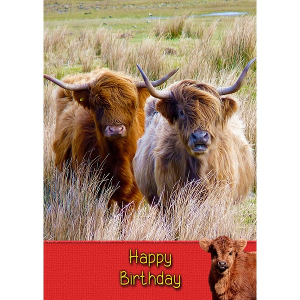 Cow/Highland Cow Birthday Card