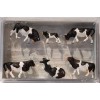 Preiser HO #10145 Cows -- Black, White pkg(6)