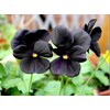 Unique Black Pansy Clear Crystals Viola Wittrockiana 40+ Seeds for