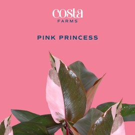 Costa Farms Pink Princess Philodendron, Live Indoor Plant, Rare Unique Houseplant Potted in Indoors Garden Plant Pot, Living Room Home Decor, Trending Tropicals Collection, 1 Foot Tall