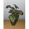 anniestore2010 Syngonium Maria Live Plant In 4" Pot~Bronze Arrowhead Plant