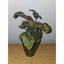 anniestore2010 Syngonium Maria Live Plant In 4" Pot~Bronze Arrowhead Plant