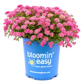 Poprocks Petite Spirea - 3 gal - Bloomin' Easy - Compact Deciduous Shrub - Candy-Pink Blooms - Reblooming - Zones 3-8 - Spiraea Japonica ‘Odessa’ PP28508-3 Gallon Pot