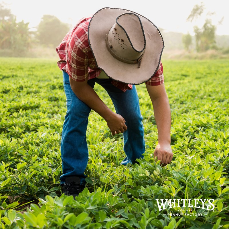 Whitley’s Salt & Ground Pepper Virginia Peanuts – Super Extra