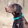 Dogline Collar de Nylon, Color Celeste, Meno
