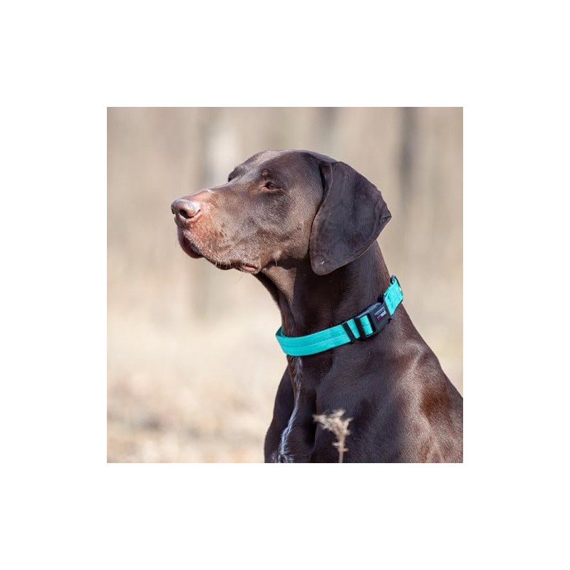 Dogline Collar de Nylon, Color Celeste, Meno