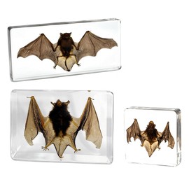 M, L, XL Sizes 3pcs Taxidermy Bat, Insect Bats Specimens in Resin for Closer-Look & Study, Science Classroom Specimens for Home Office Display, Desk Paperweight Ornament (M, L, XL 3pcs Bats)