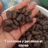 Cacao En Grano Tostado Artesanal Tradicional 500g