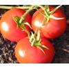 New Yorker Tomato Seeds, 100 Heirloom Seeds Per Packet, Non