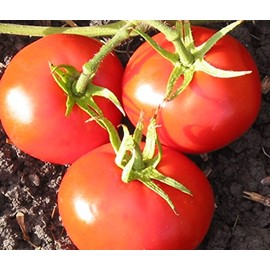 New Yorker Tomato Seeds, 100 Heirloom Seeds Per Packet, Non GMO Seeds