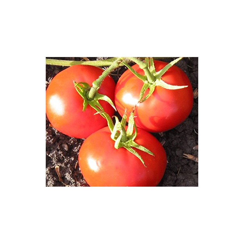 New Yorker Tomato Seeds, 100 Heirloom Seeds Per Packet, Non