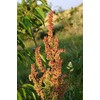 Curly Dock (100 seeds) fresh this season's harvest from my garden